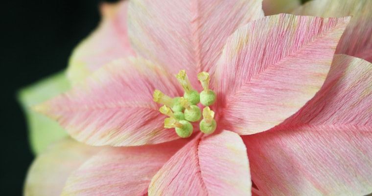 Lia Griffith Gift Membership